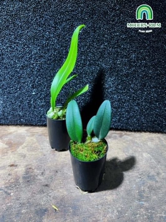 Miniature orchid Bulbophylum sp