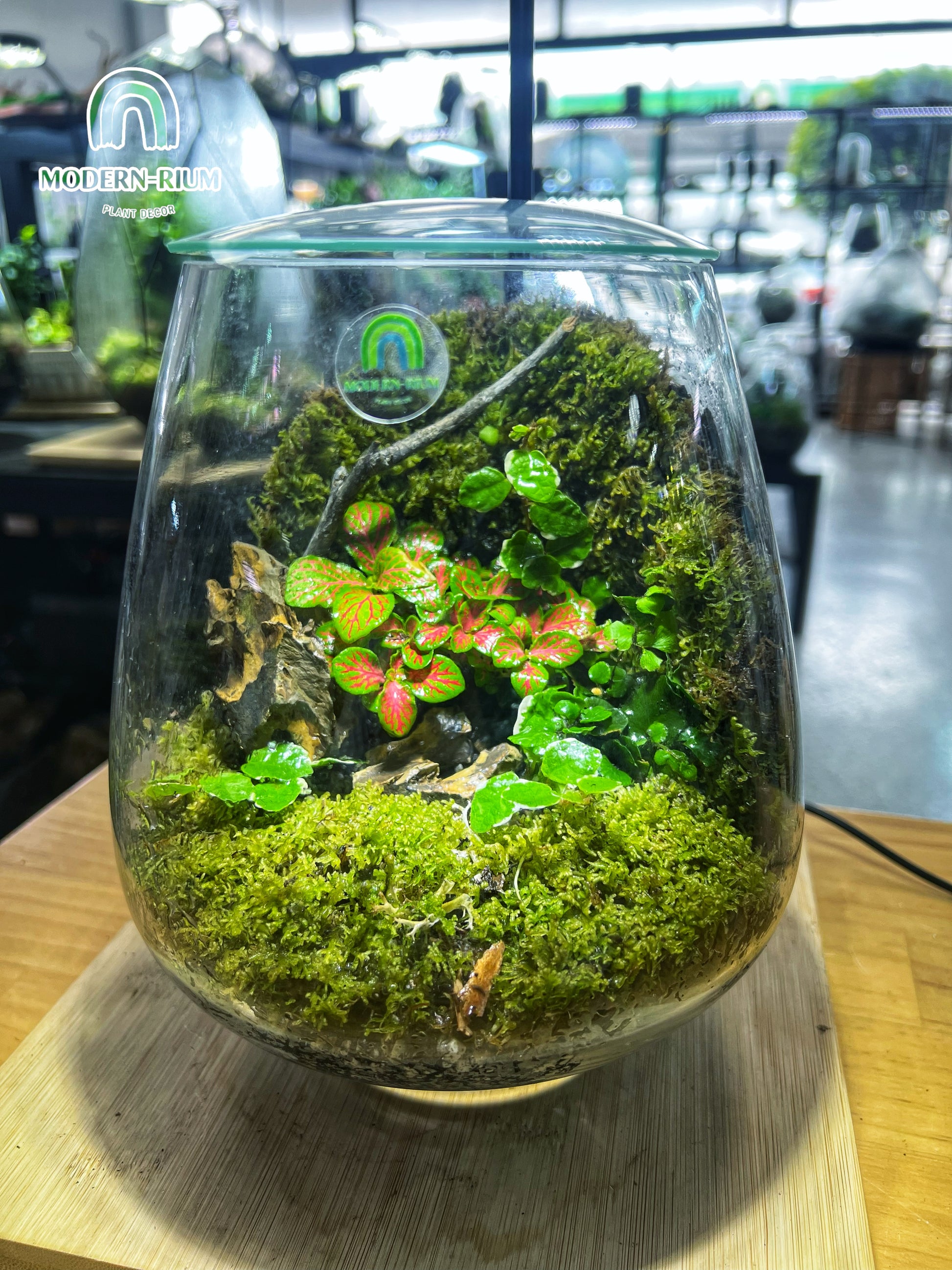 terrarium plants australia Whispering Glen - EcoCourier Series - ready made terrarium Australia wide