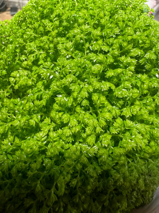 Selaginella apoda
