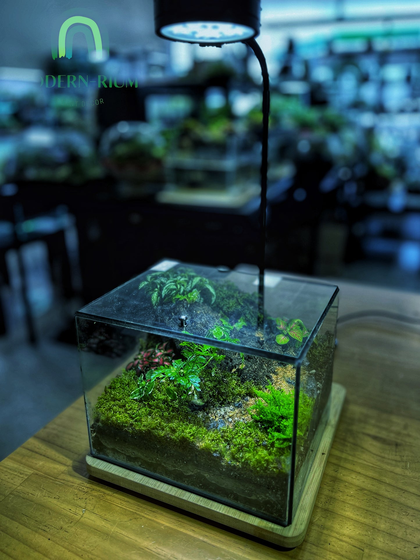 Forest Ridge Cube - EcoCourier Series - ready made terrarium Australia wide