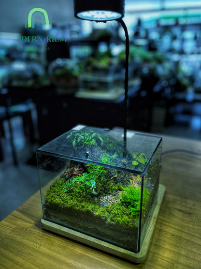 Forest Ridge Cube - EcoCourier Series - ready made terrarium Australia wide