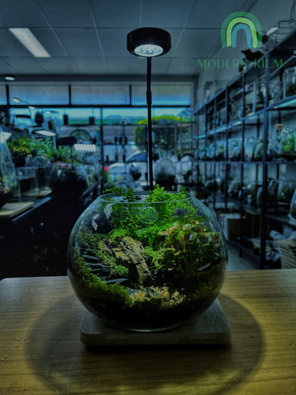 The Ruin Sphere - EcoCourier Series - ready made terrarium Australia wide