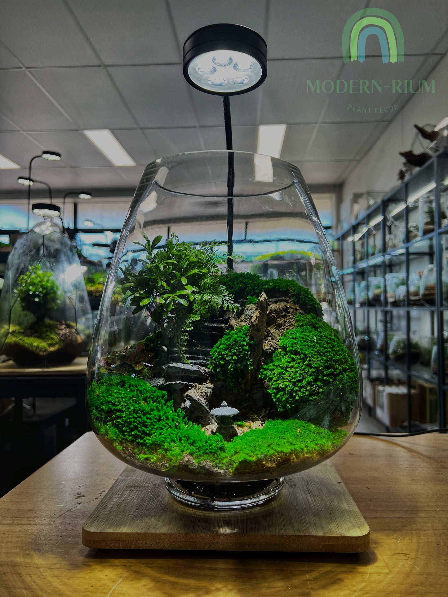 Japanese Zen Garden - EcoCourier Series - ready made terrarium Australia wide