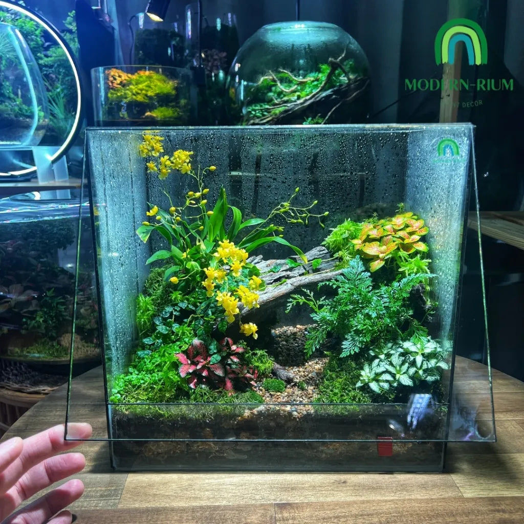 30x20x20cm DIY Terrarium Kit