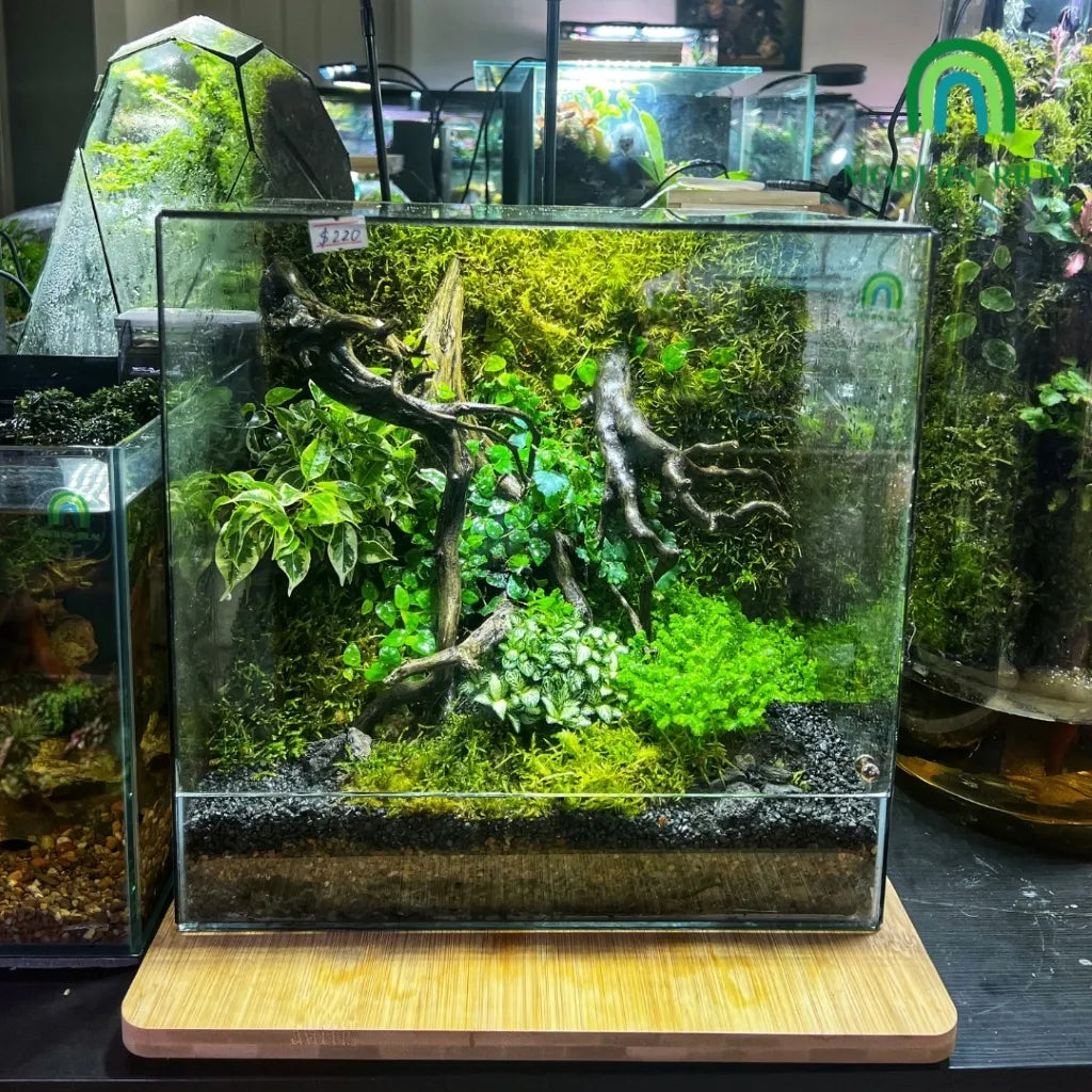 30x20x20cm DIY Terrarium Kit