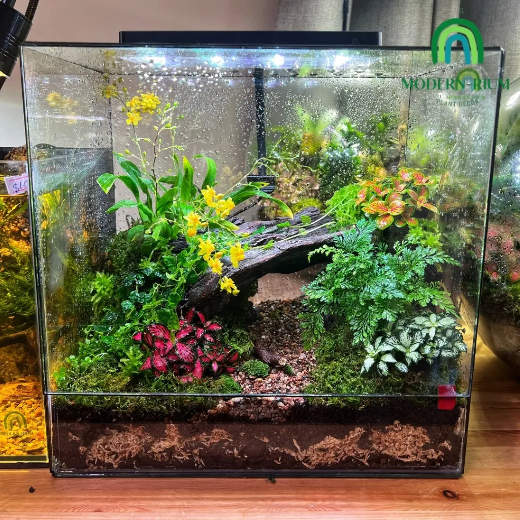 30x20x20cm DIY Terrarium Kit