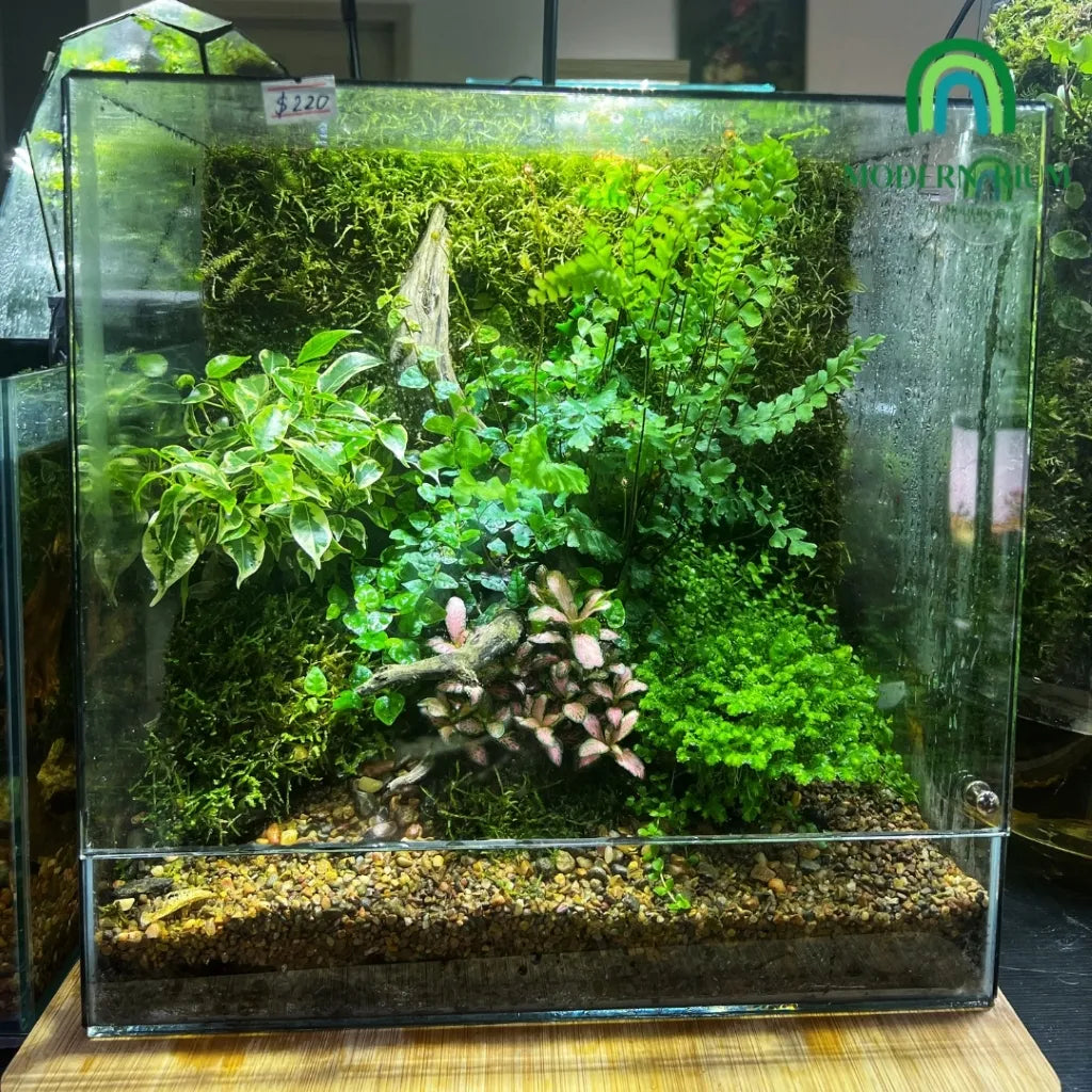 30x20x20cm DIY Terrarium Kit