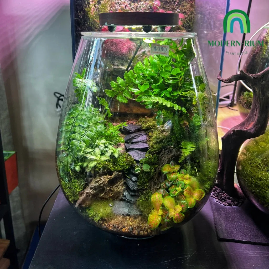 30x24cm Mushroom Bowl Terrarium Jar