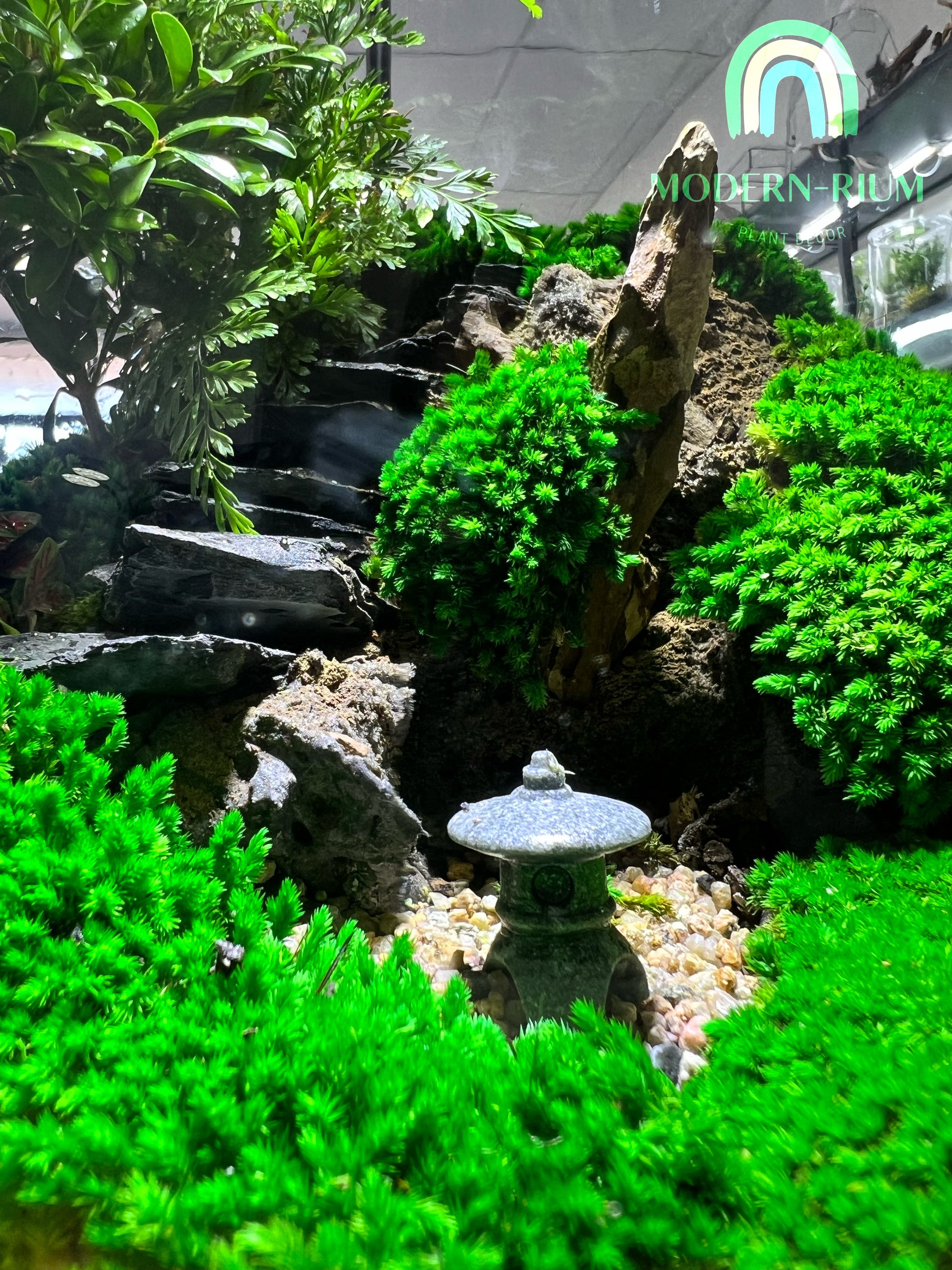 japanese terrarium plants Japanese Zen Garden - EcoCourier Series - ready made terrarium Australia wide