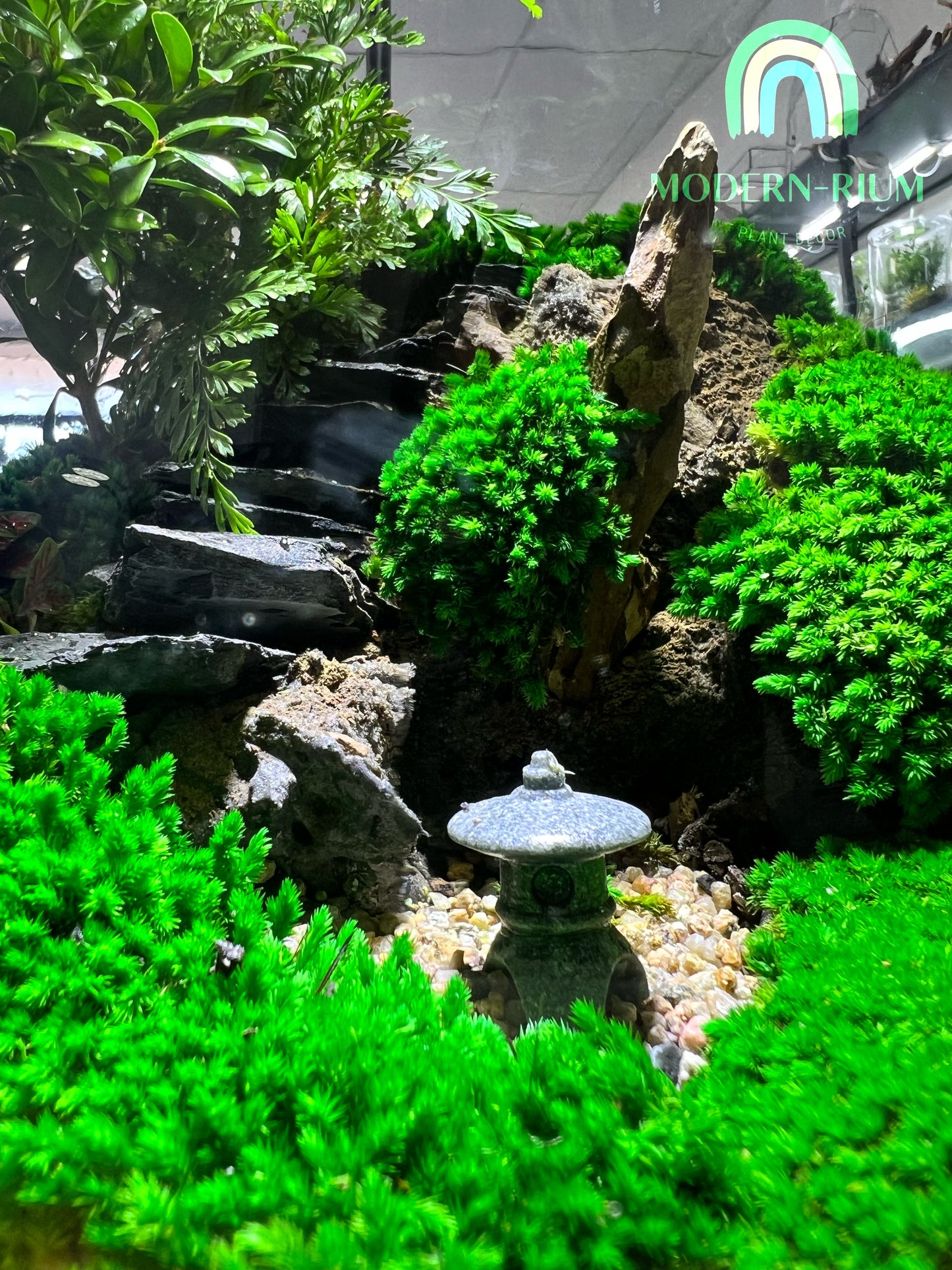 Japanese Zen Garden - EcoCourier Series - ready made terrarium Australia wide