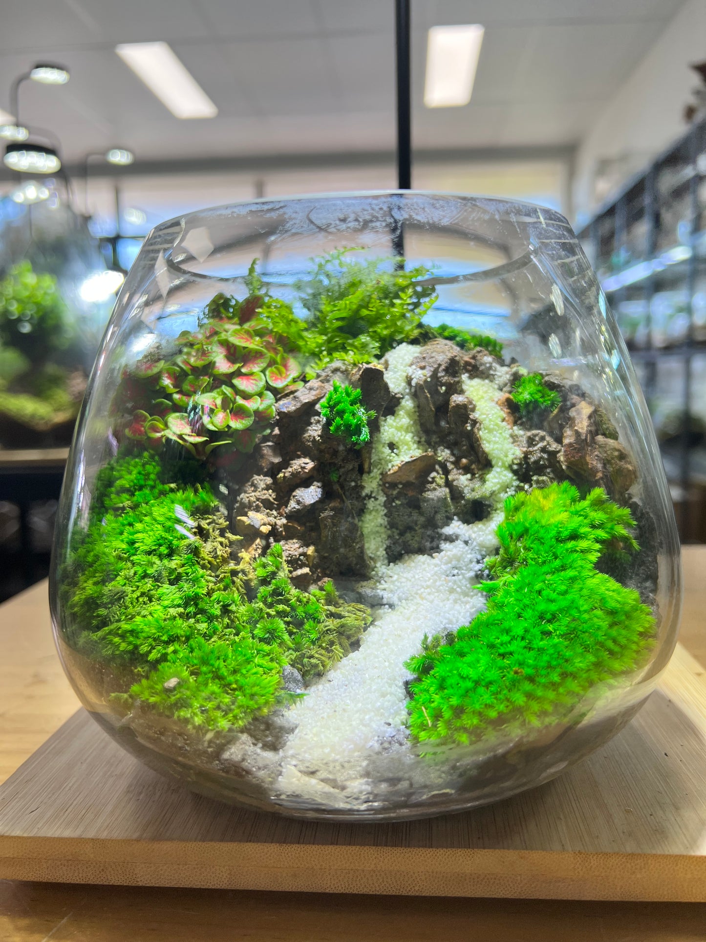 Ivory cascade - EcoCourier Series - ready made terrarium Australia wide