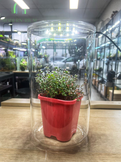 22x15cm cylinder with builtin lid grow light