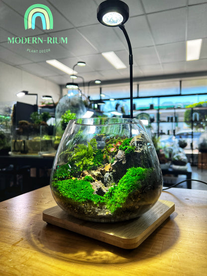 Quiet Sinkhole - EcoCourier Series - ready made terrarium Australia wide