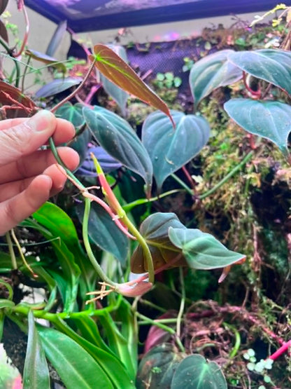 Philodendron micans