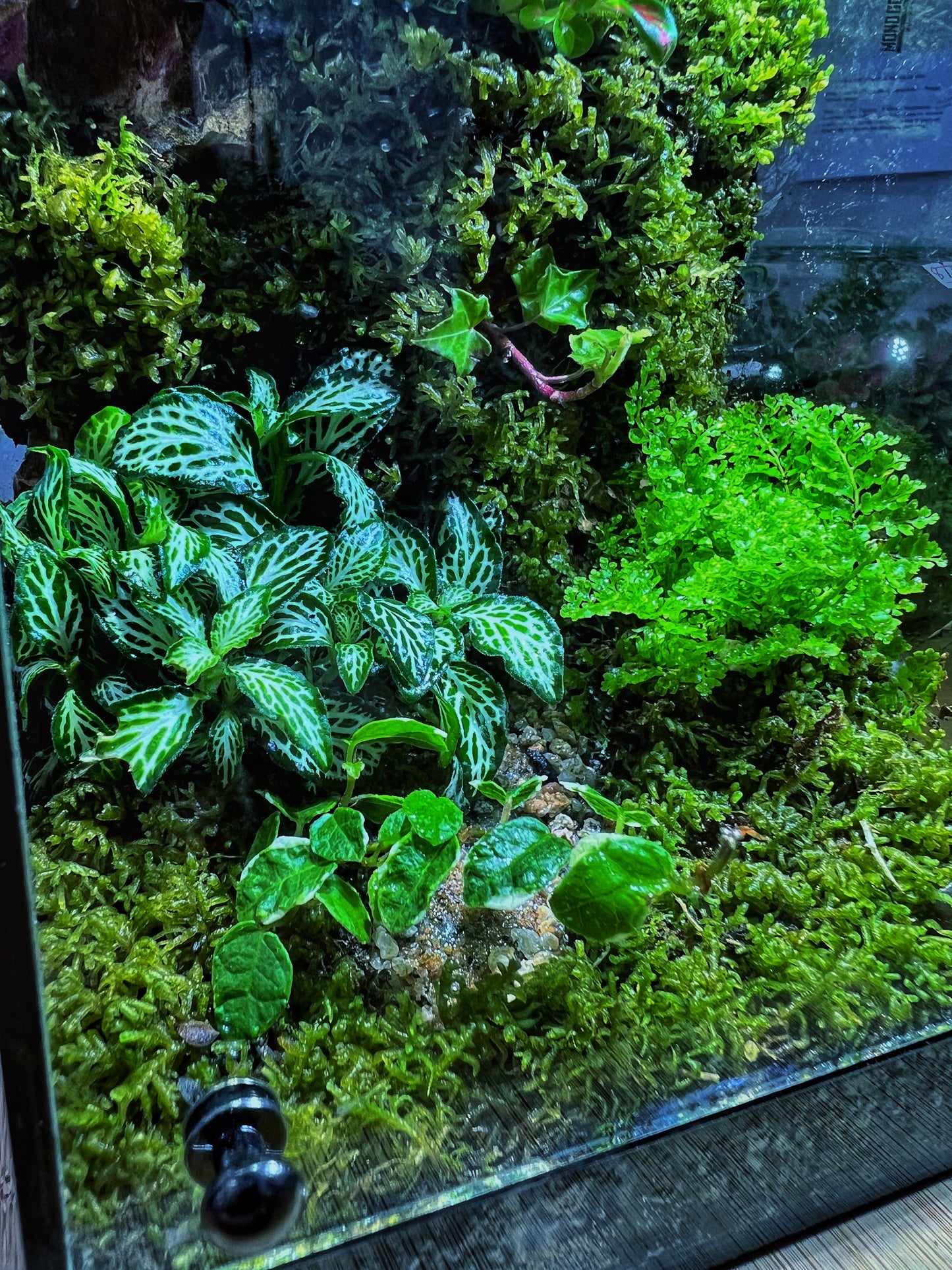 Emerald Grove - EcoCourier Series - ready made terrarium Australia wide