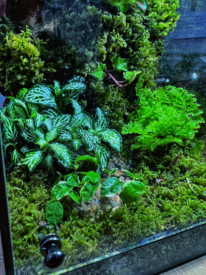 Emerald Grove - EcoCourier Series - ready made terrarium Australia wide