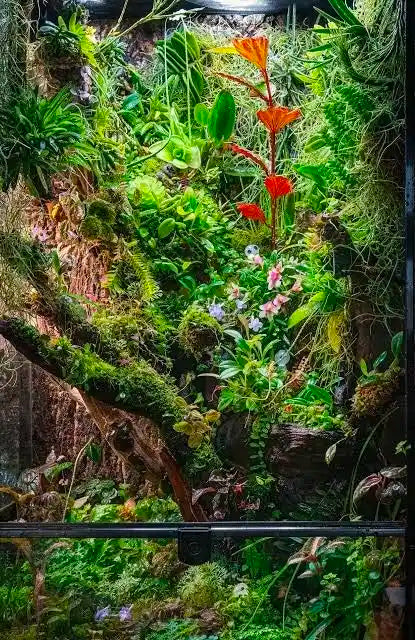 Miniature orchid Bulbophylum sp