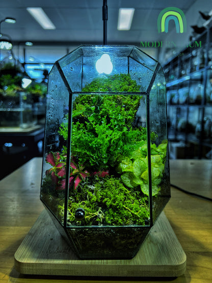 Emerald Vault - EcoCourier Series - ready made terrarium Australia wide