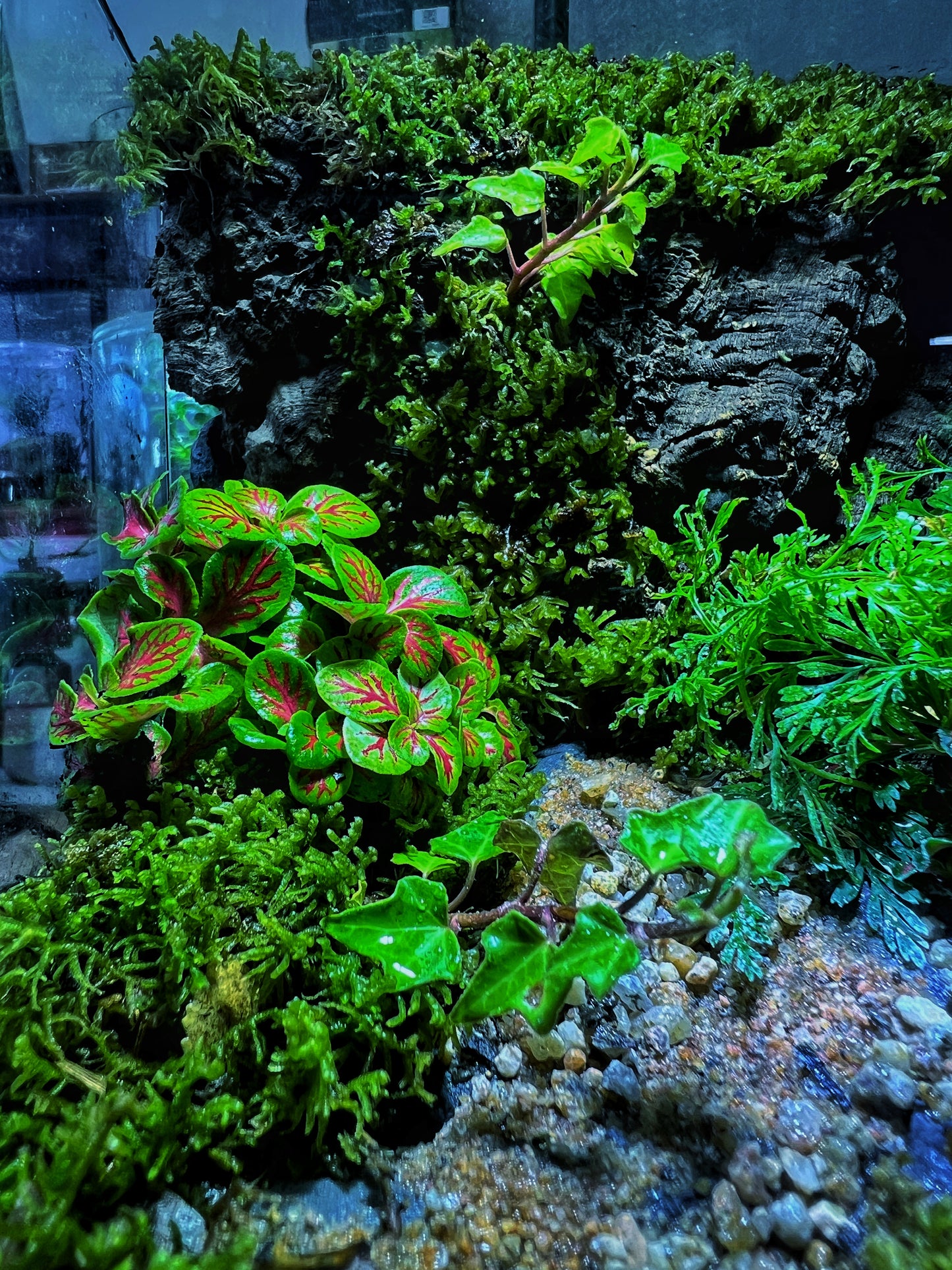 Verdant Cube - EcoCourier Series - ready made terrarium Australia wide