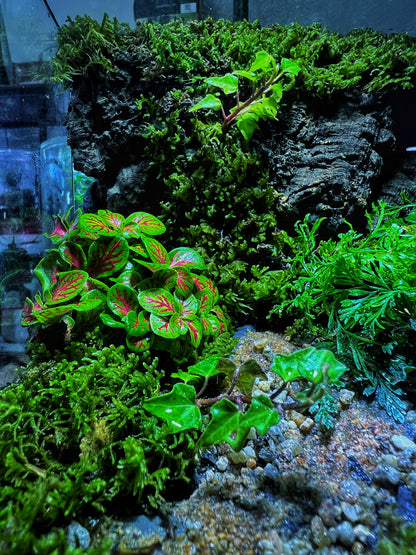 Verdant Cube - EcoCourier Series - ready made terrarium Australia wide