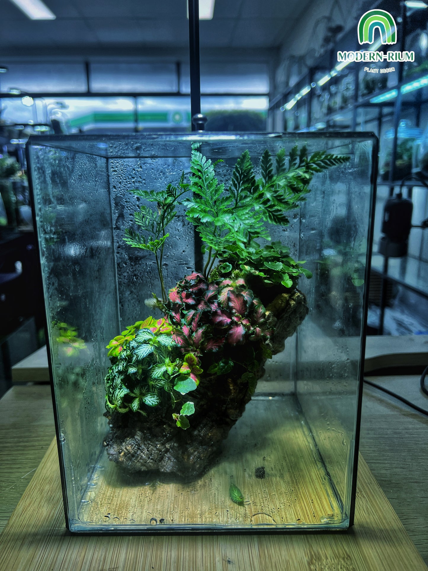 Heart of the Forest - EcoCourier Series - ready made terrarium Australia wide