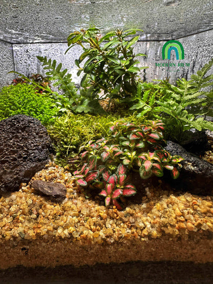 DIY Terrarium Kit 20x20x15cm