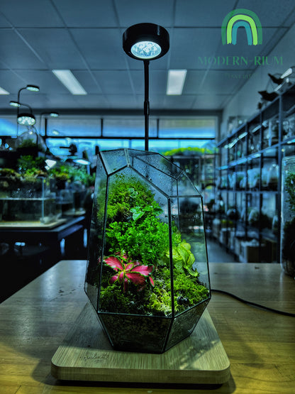 Emerald Vault - EcoCourier Series - ready made terrarium Australia wide