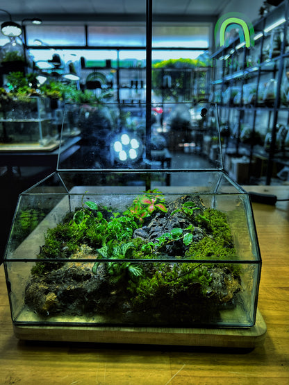 Mossfall Prism - EcoCourier Series - ready made terrarium Australia wide