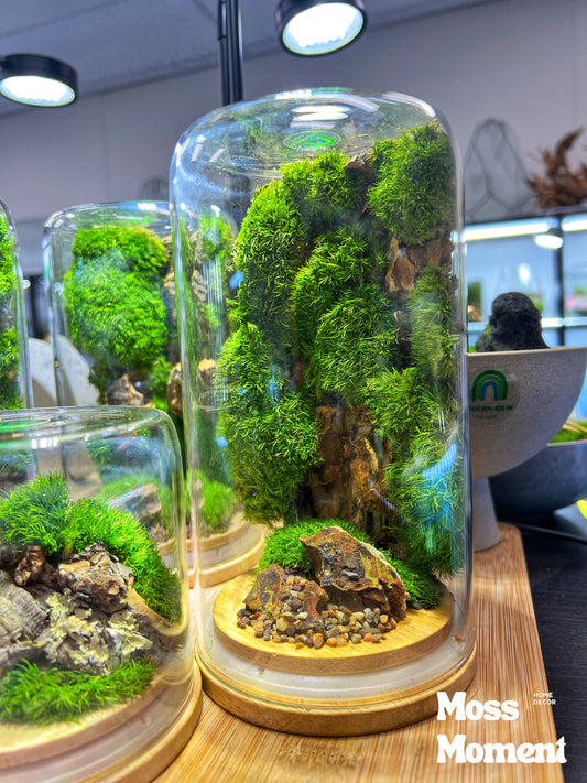 Vertical moss garden up-side-down Zero maintenance terrarium