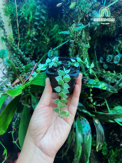 Dischidia sp Var