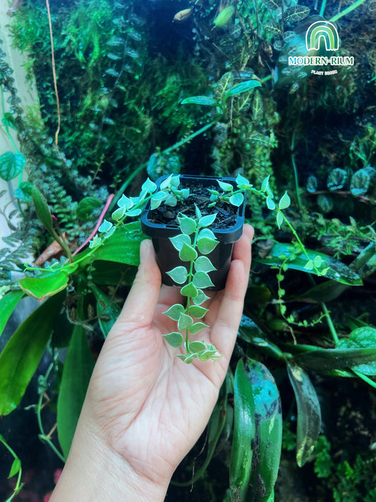 Dischidia sp Var