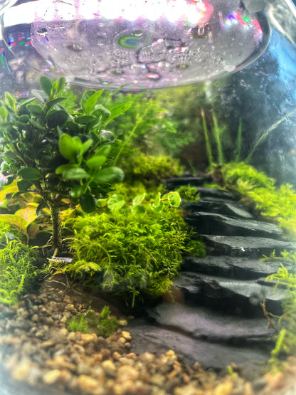 22x20cm Flat fishbowl Terrarium Jar