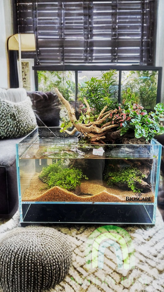Riverstone Retreat – Half-Aquatic Forest Terrarium in Glass Tank