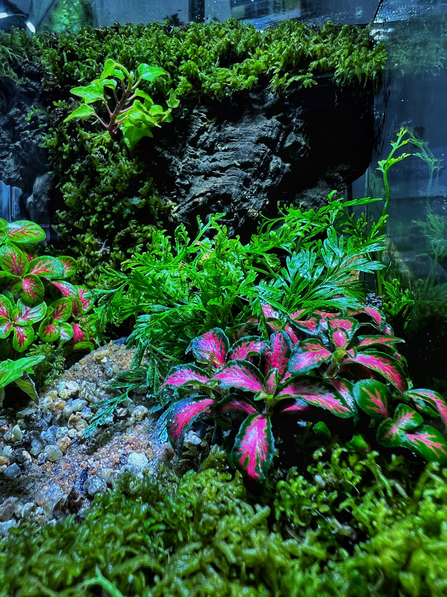 Verdant Cube - EcoCourier Series - ready made terrarium Australia wide