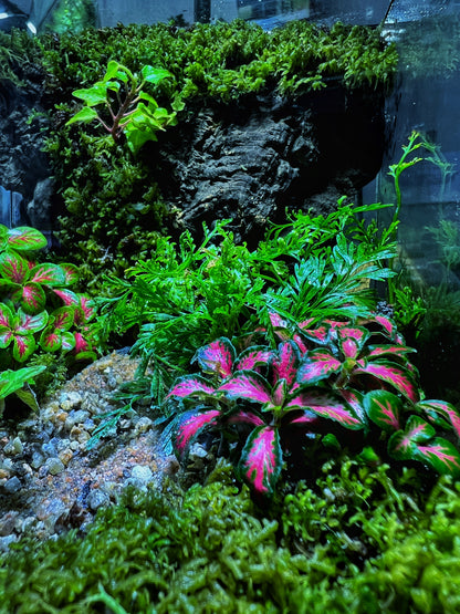 Verdant Cube - EcoCourier Series - ready made terrarium Australia wide