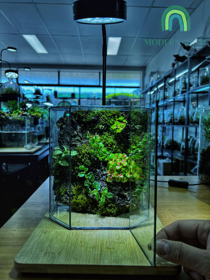 Mossfall Prism - EcoCourier Series - ready made terrarium Australia wide