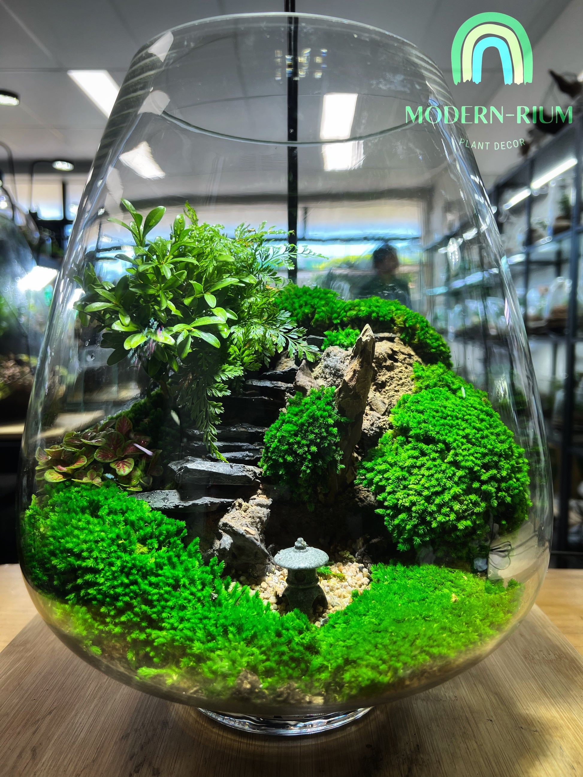 japanese terrarium plants Japanese Zen Garden - EcoCourier Series - ready made terrarium Australia wide