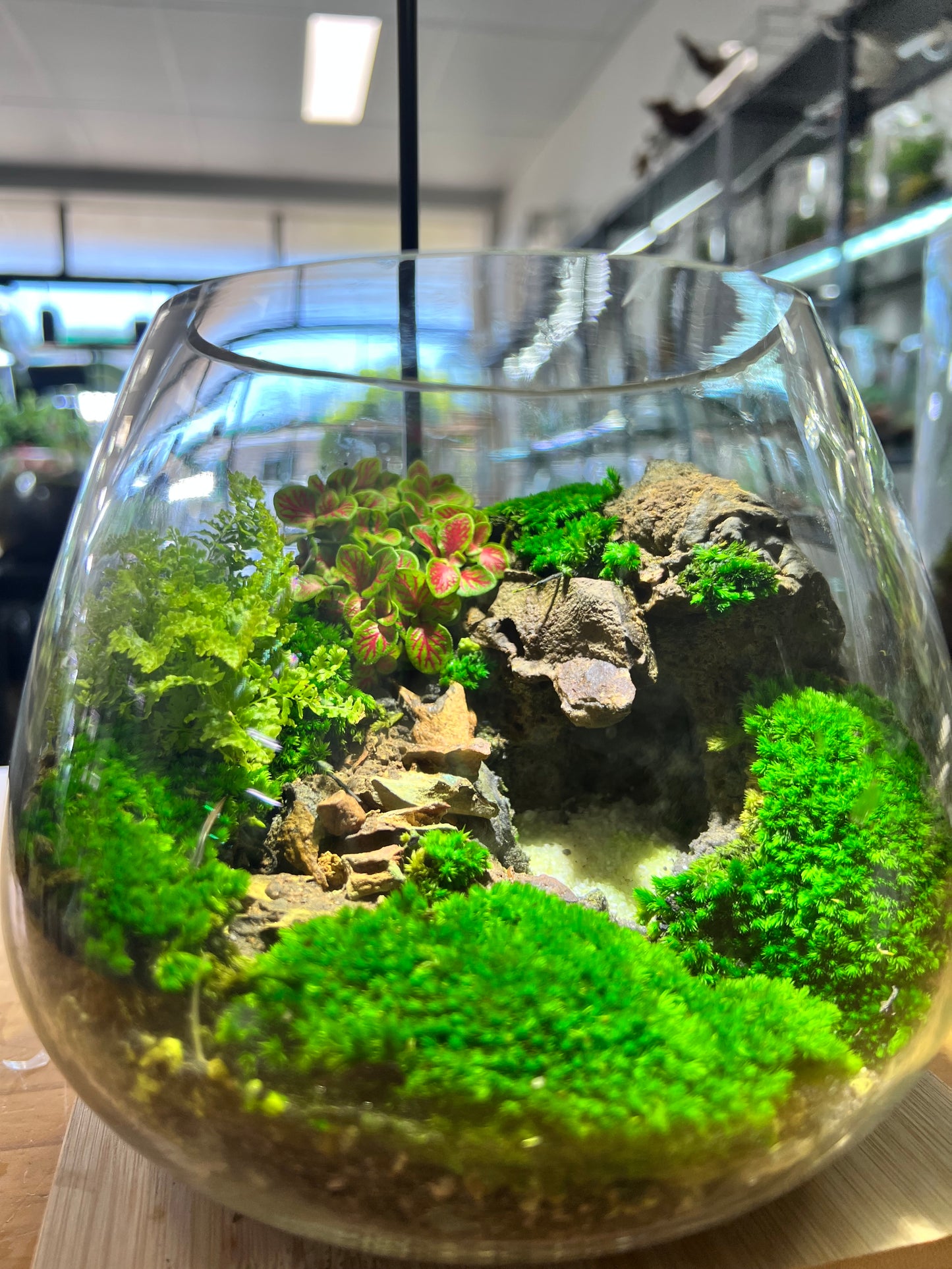 Quiet Sinkhole - EcoCourier Series - ready made terrarium Australia wide