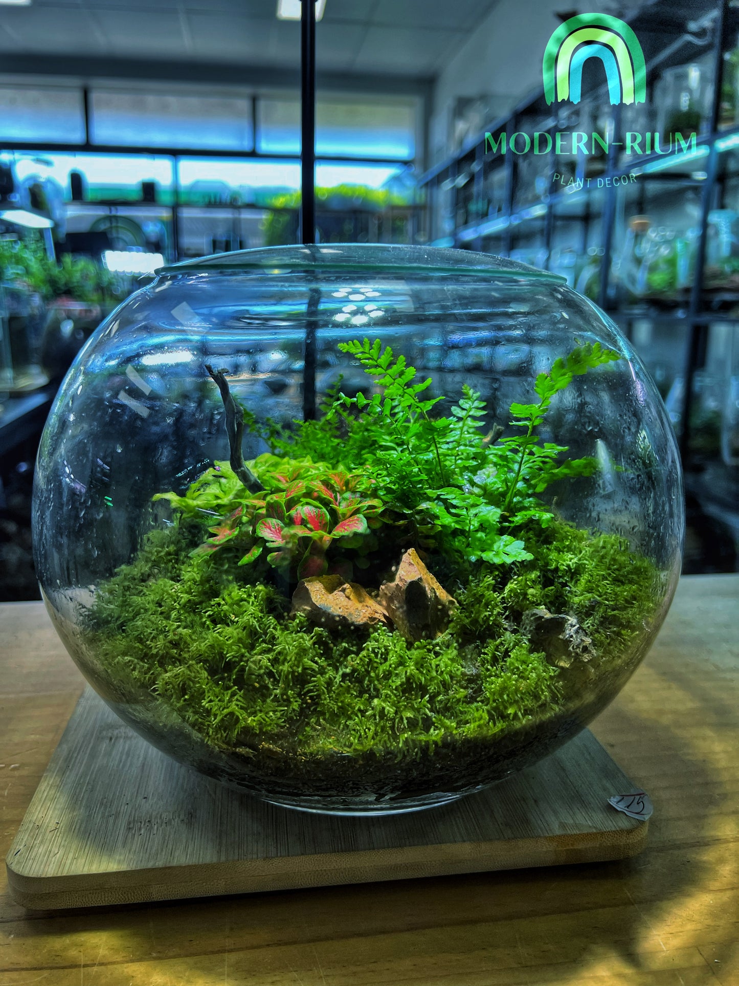 Moss Oasis - EcoCourier Series - ready made terrarium Australia wide
