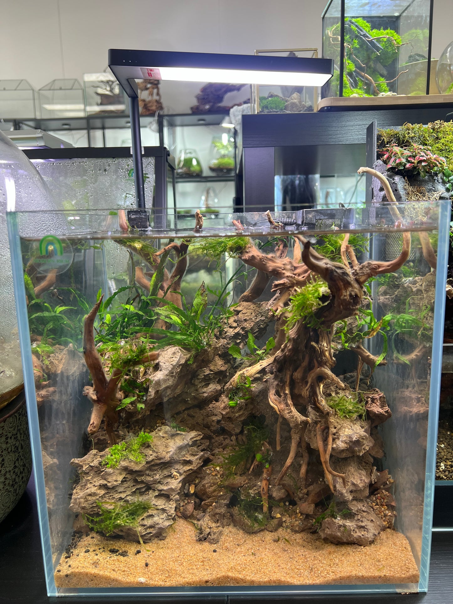 Elder Stone - Aquarium Module - Forest Style