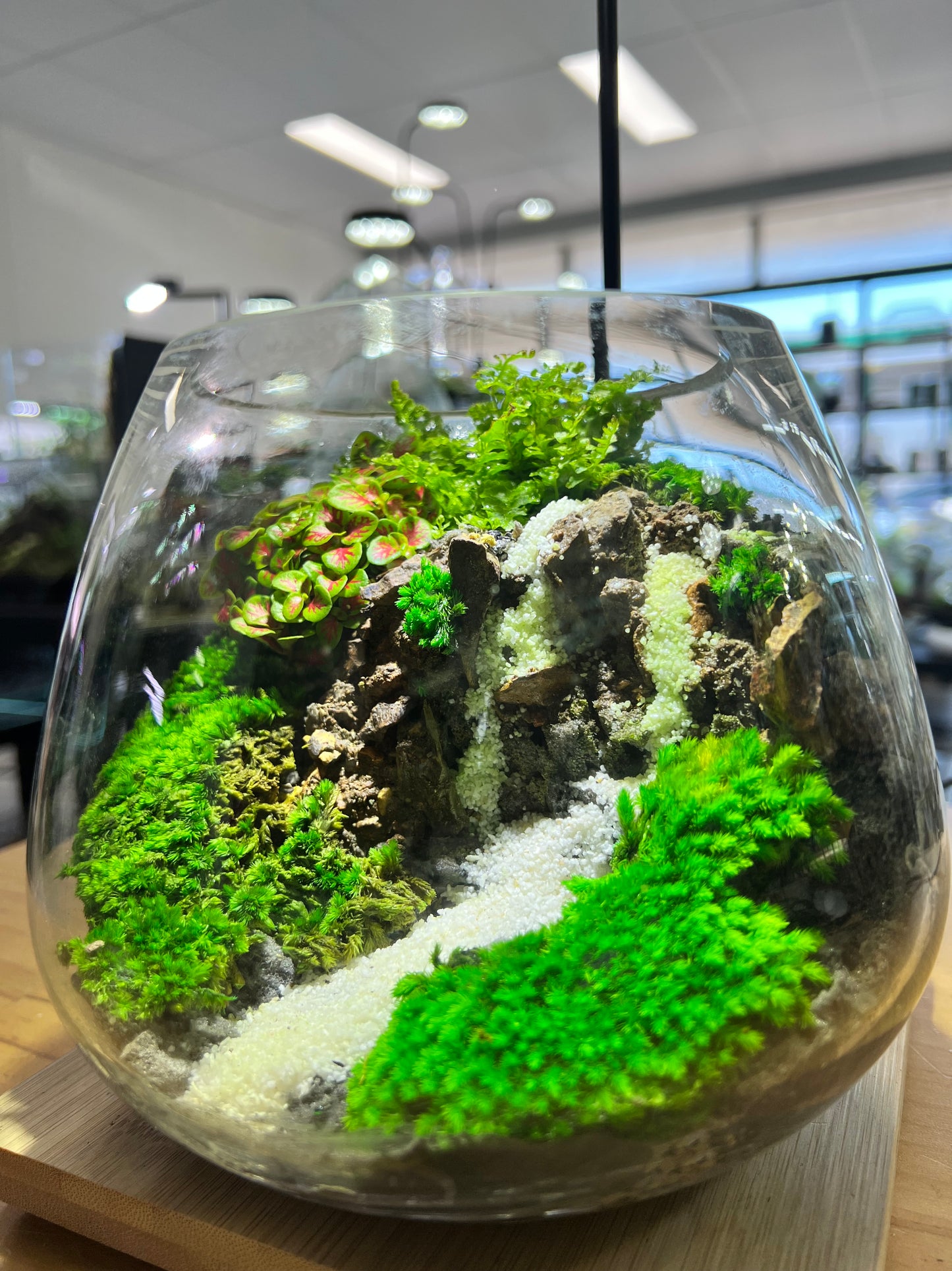 Ivory cascade - EcoCourier Series - ready made terrarium Australia wide