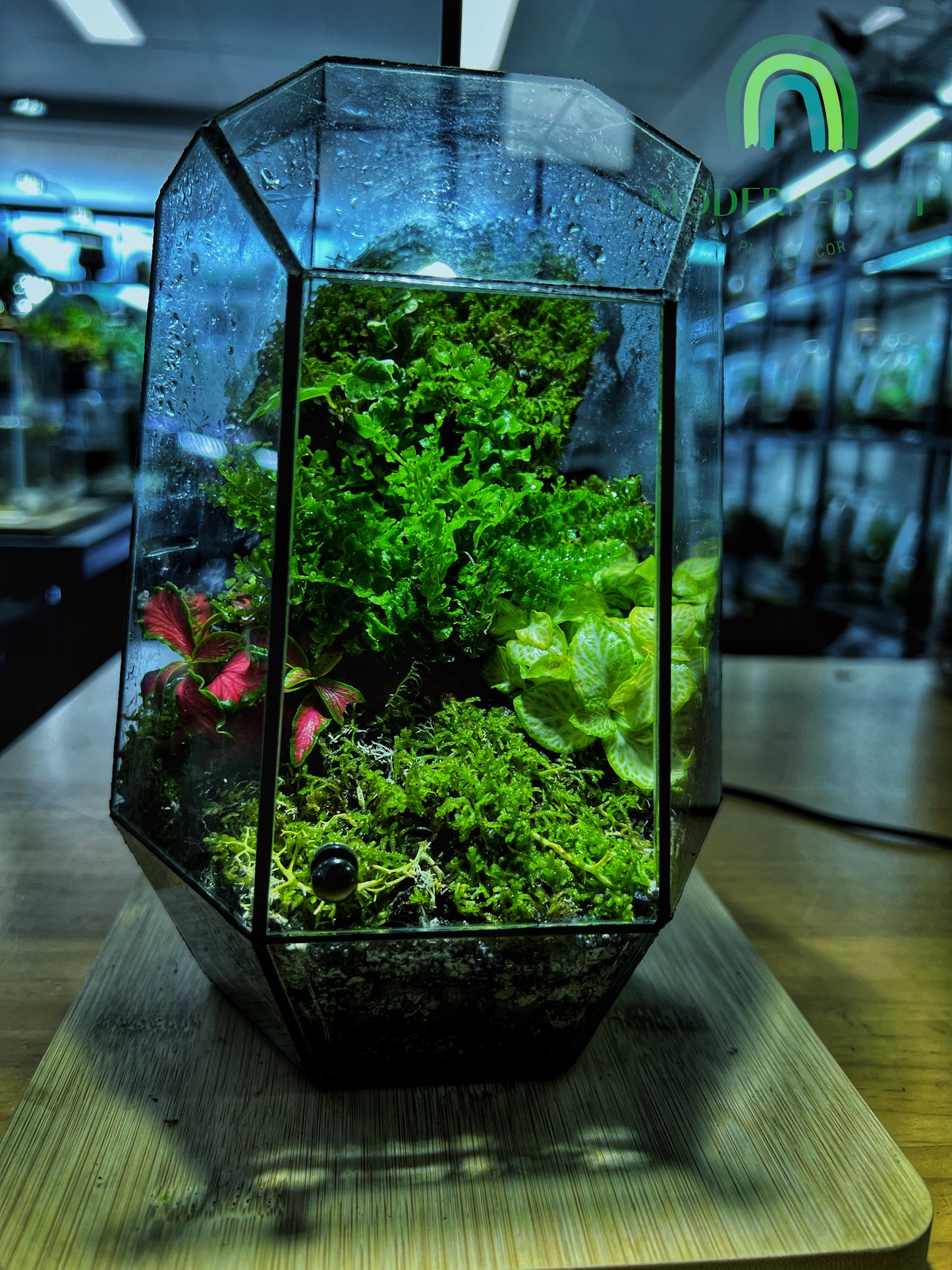 Emerald Vault - EcoCourier Series - ready made terrarium Australia wide
