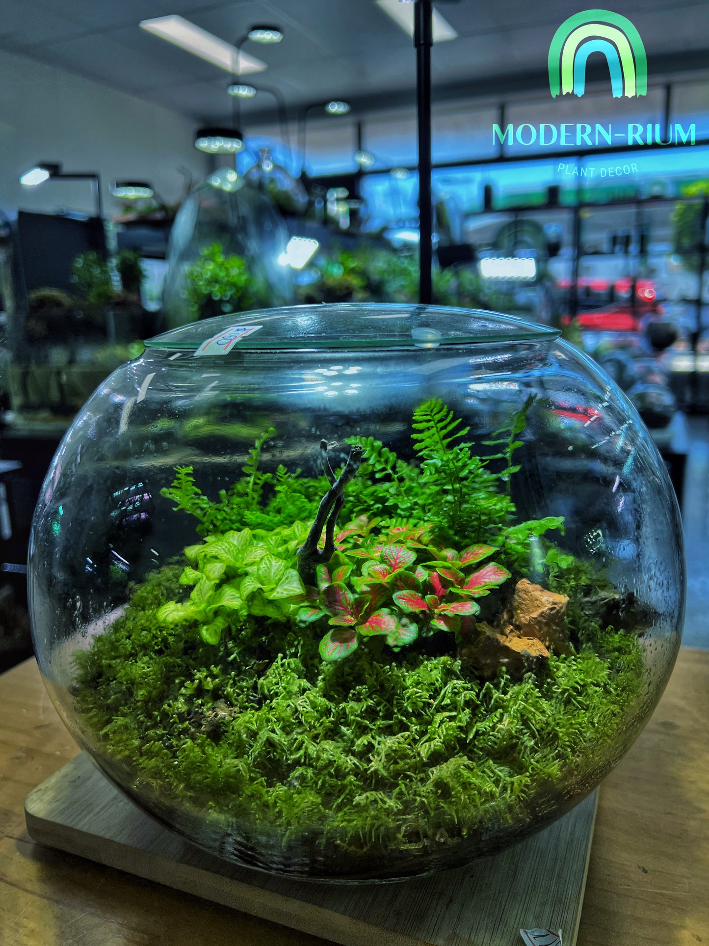 Moss Oasis - EcoCourier Series - ready made terrarium Australia wide