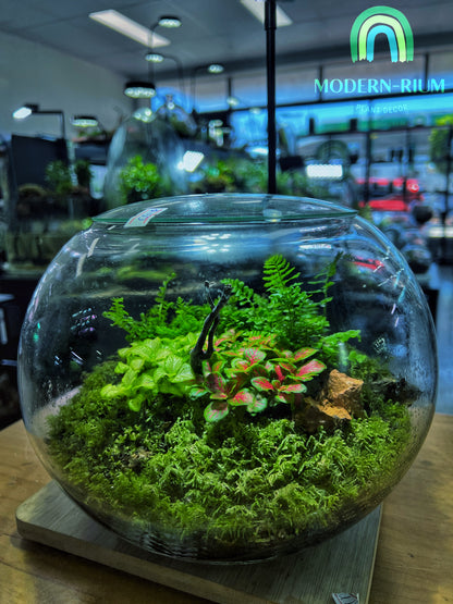 Moss Oasis - EcoCourier Series - ready made terrarium Australia wide