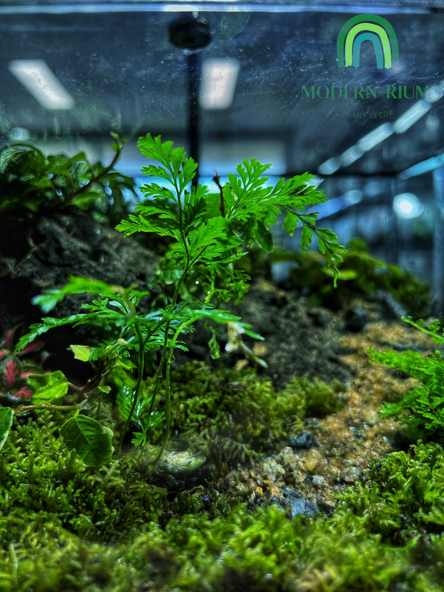 Forest Ridge Cube - EcoCourier Series - ready made terrarium Australia wide