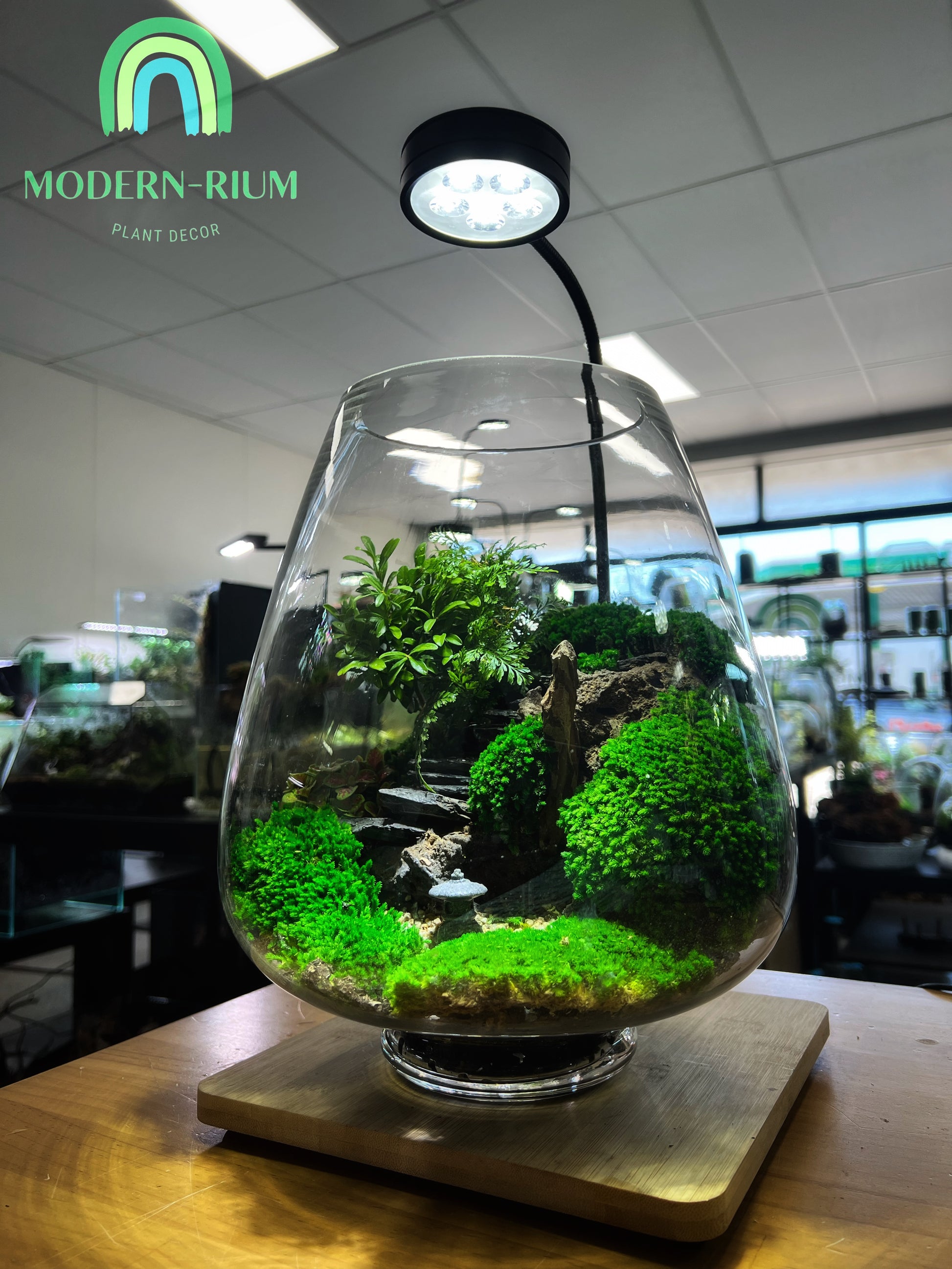 japanese terrarium plants Japanese Zen Garden - EcoCourier Series - ready made terrarium Australia wide