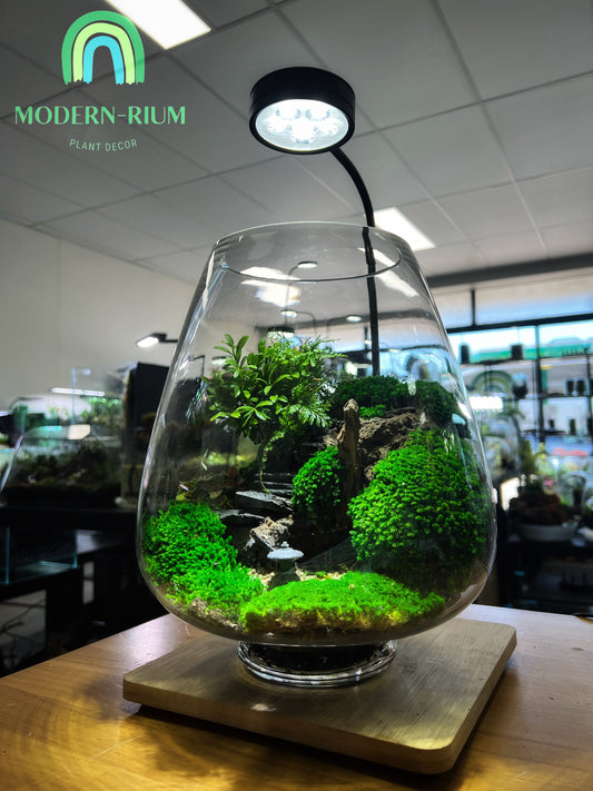 Japanese Zen Garden - EcoCourier Series - ready made terrarium Australia wide