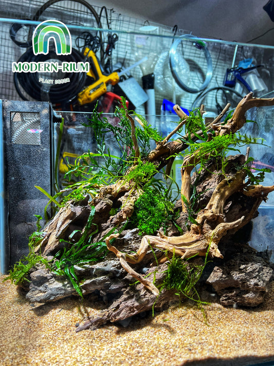 Amber Flow - Aquarium Module - Diorama Style