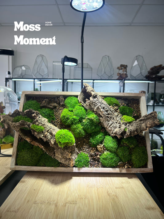 Cork Bark Wall Scape - Zero Maintenance