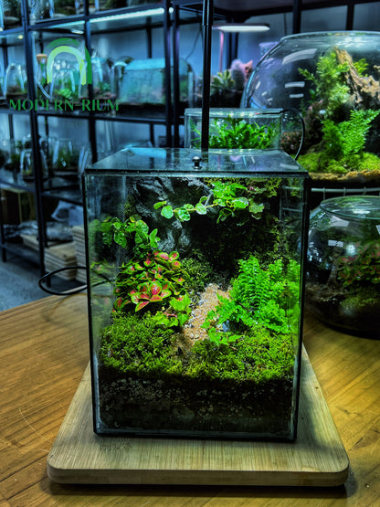 Verdant Cube - EcoCourier Series - ready made terrarium Australia wide